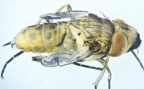 Réf. 285 309 : Stomoxys calcitrans